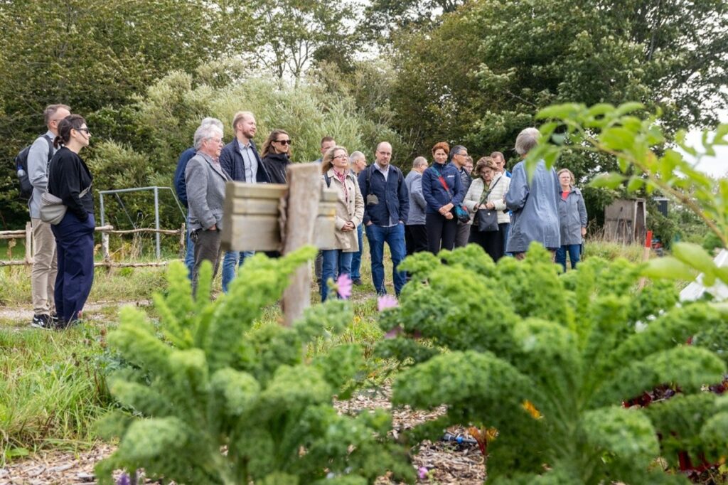 Photo: Kale cultivation